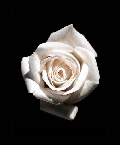 White Rose.jpg, 123 KB